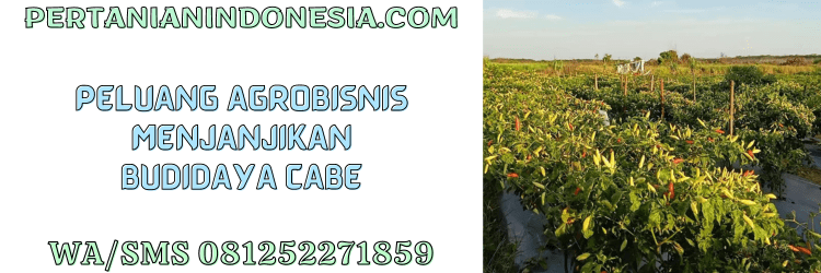 peluang,agribisnis,agrobisnis,budidaya,cabe,cabai,pertanian indonesia